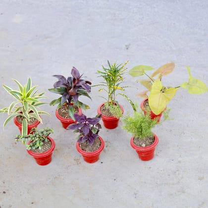 Buy Set of 7 - Dracaena Red, Syngonium Bronze, Song of India, Chironji Croton, Jade, Coleus (Any Colour) & Asparagus in 6 Inch Classy Red Plastic Pot | Urvann.com