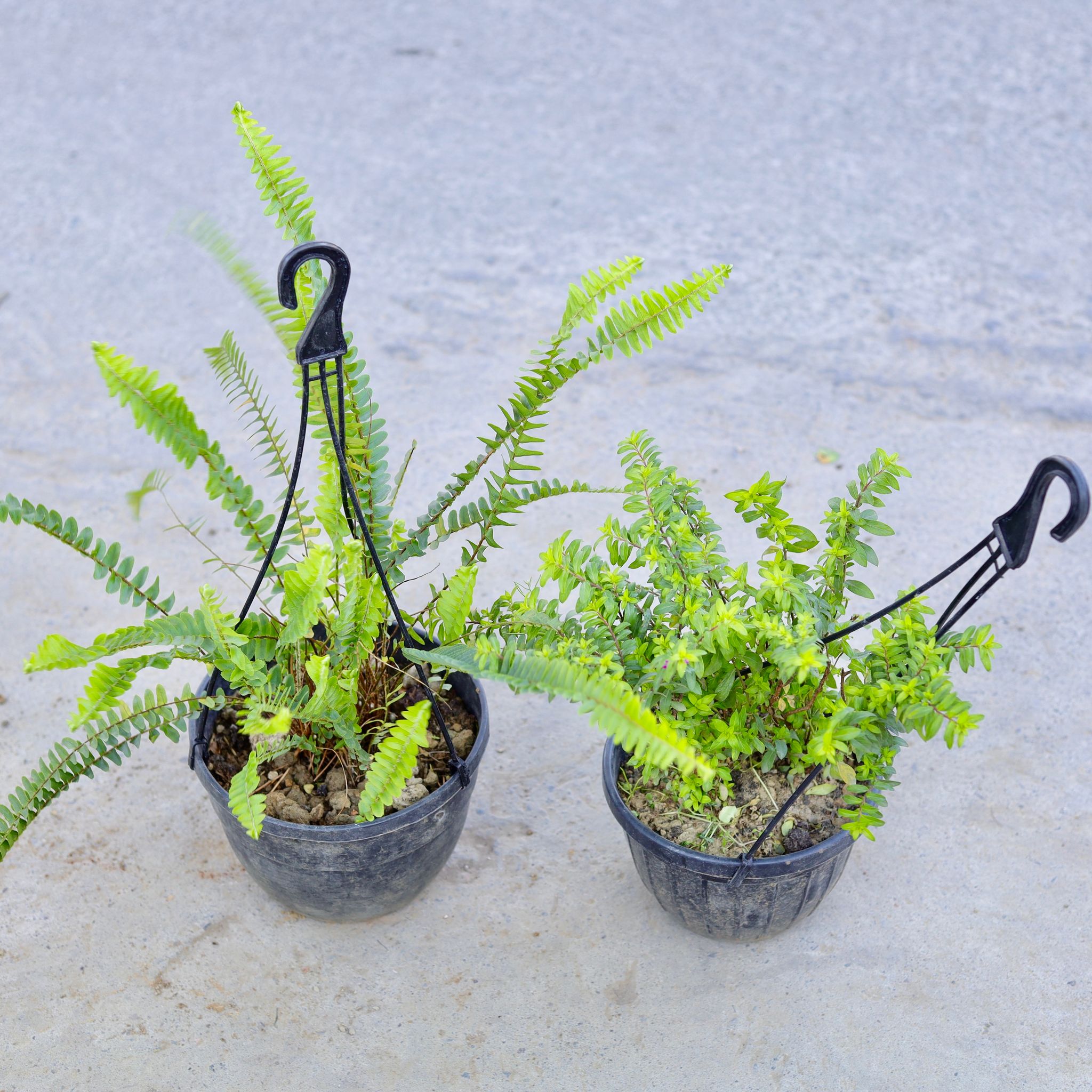 Set of 2 - Fern Green & Cuphea / False Heather (Any Colour) in 6 Inch Black Hanging Pot