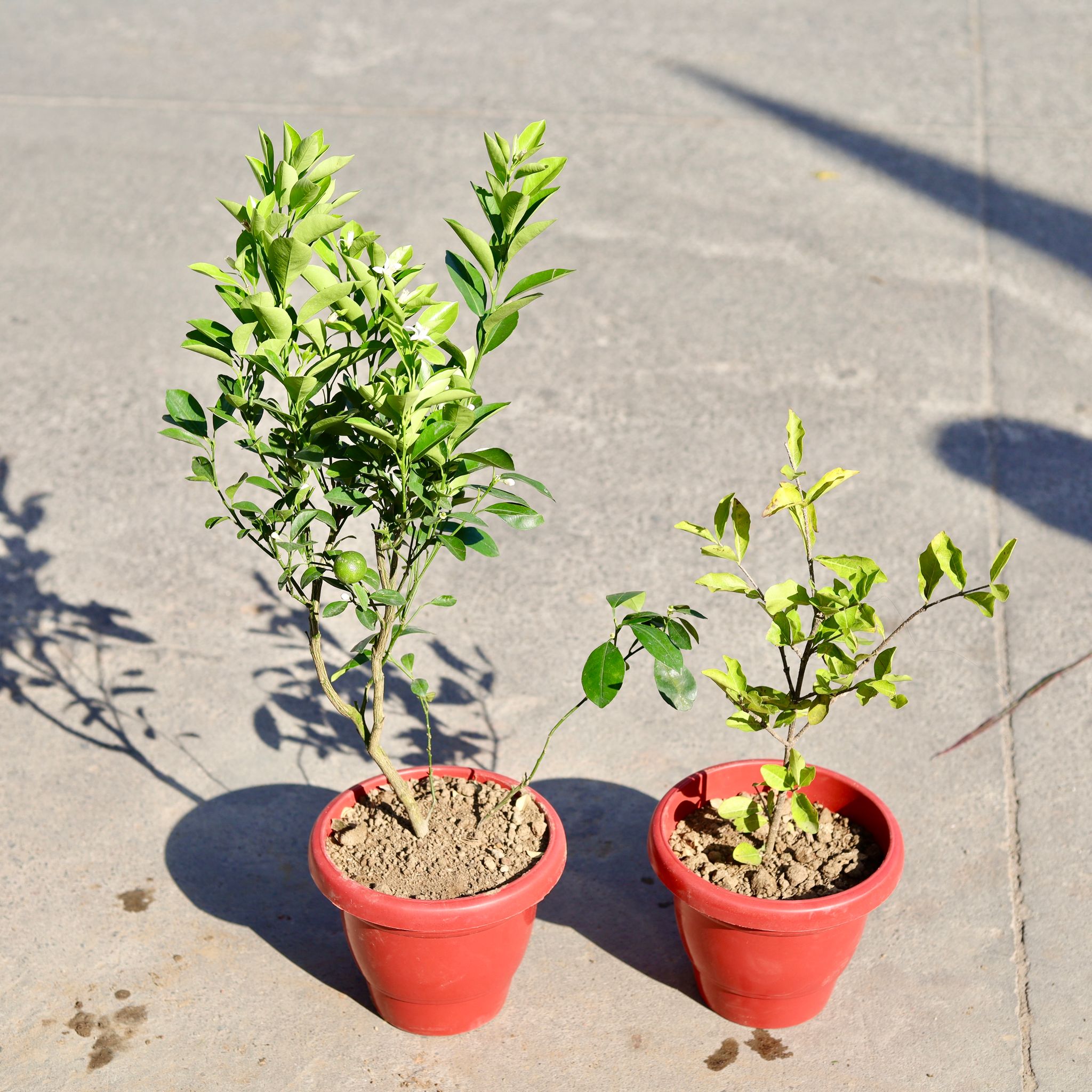 Set of 2 - China Orange & Kagzi Lemon in 8 Inch Classy Red Plastic Pot
