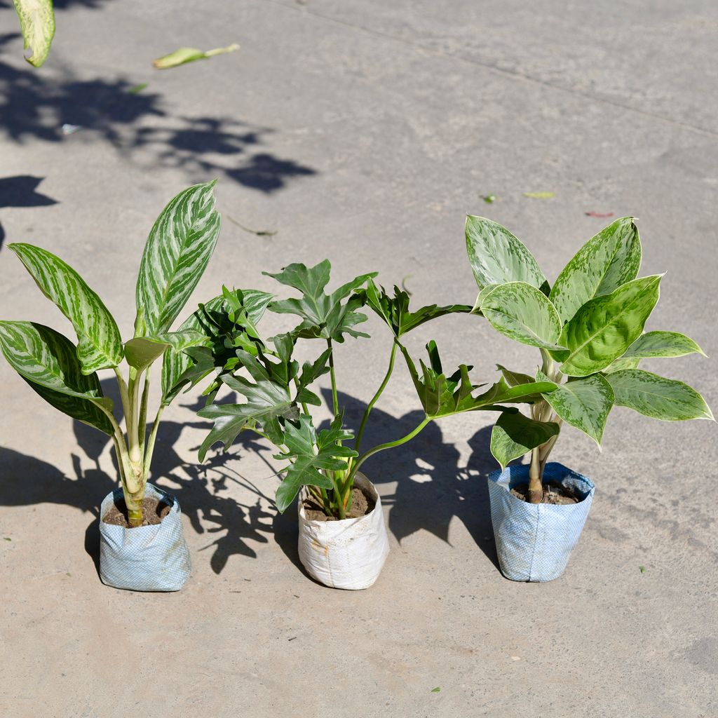 Set of 3 - Aglaonema Silver Queen, Aglaonema Moonlight & Philodendron Selloum in 7 Inch Nursery bag