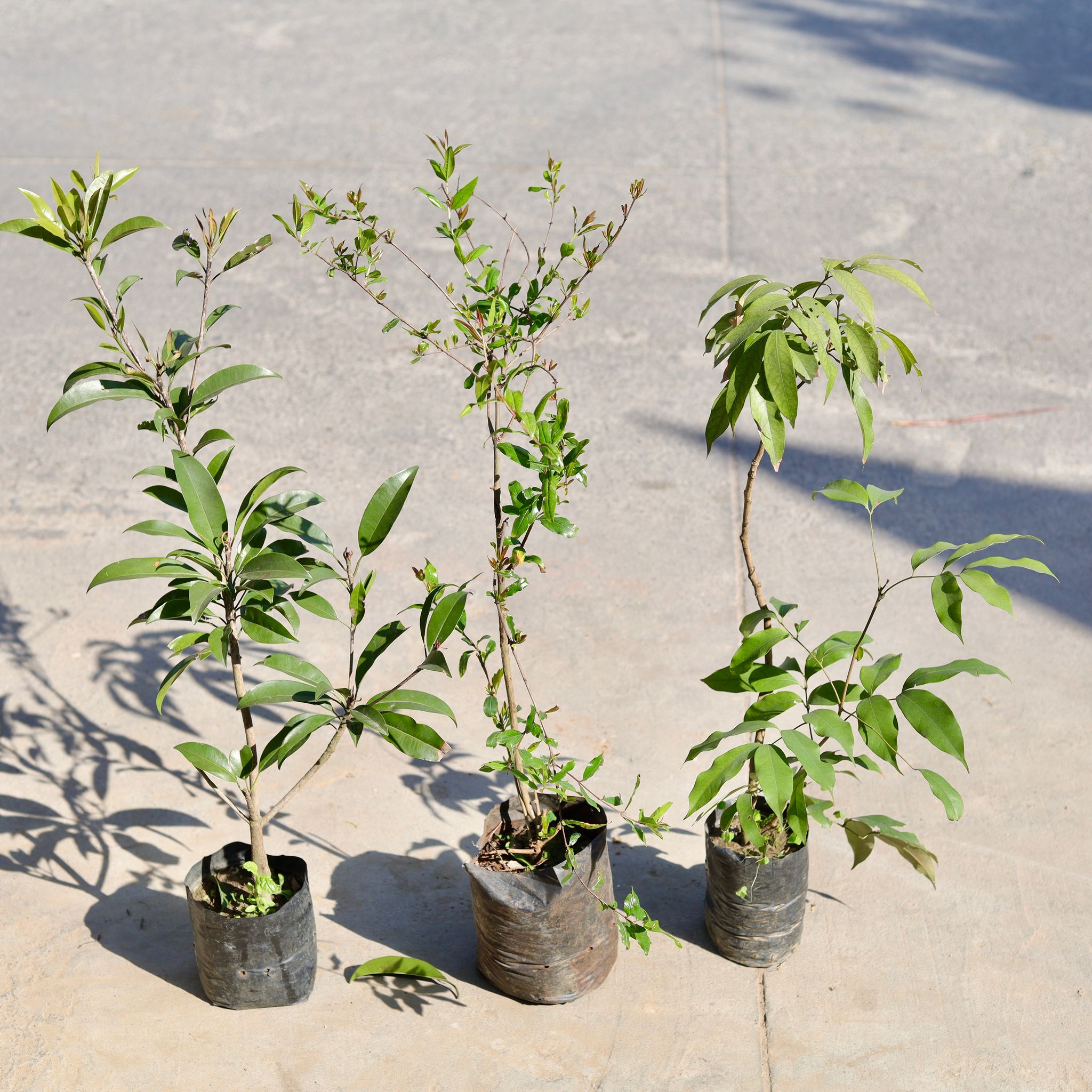 Set of 3 - Litchi / Lychee, Eucalyptus & Chikoo / Sapodilla in 5 Inch Nursery bag