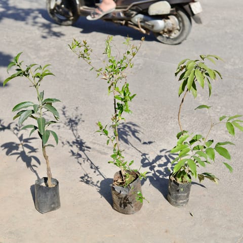 Set of 3 - Pomegranate / Anaar, Aam / Mango & Chickoo / Sapodilla in 5 Inch Nursery bag