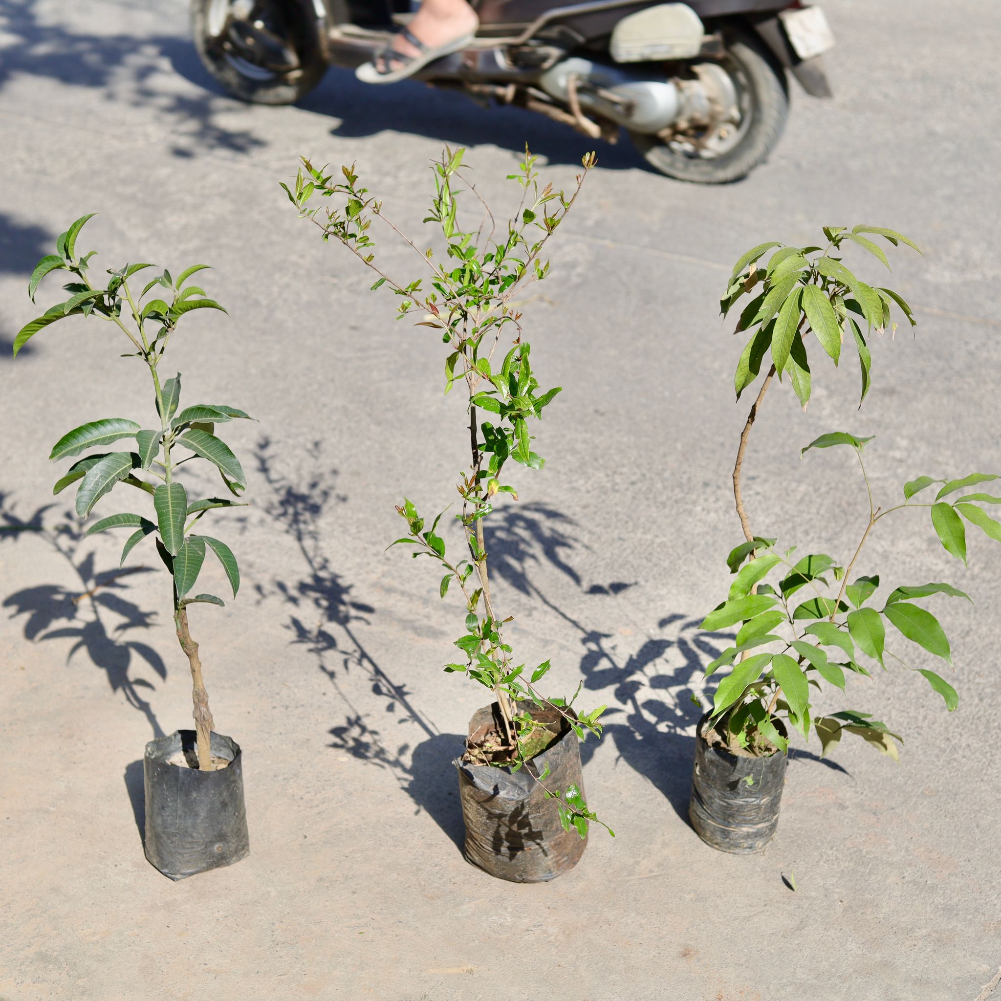 Set of 3 - Pomegranate / Anaar, Aam / Mango & Chickoo / Sapodilla in 5 Inch Nursery bag