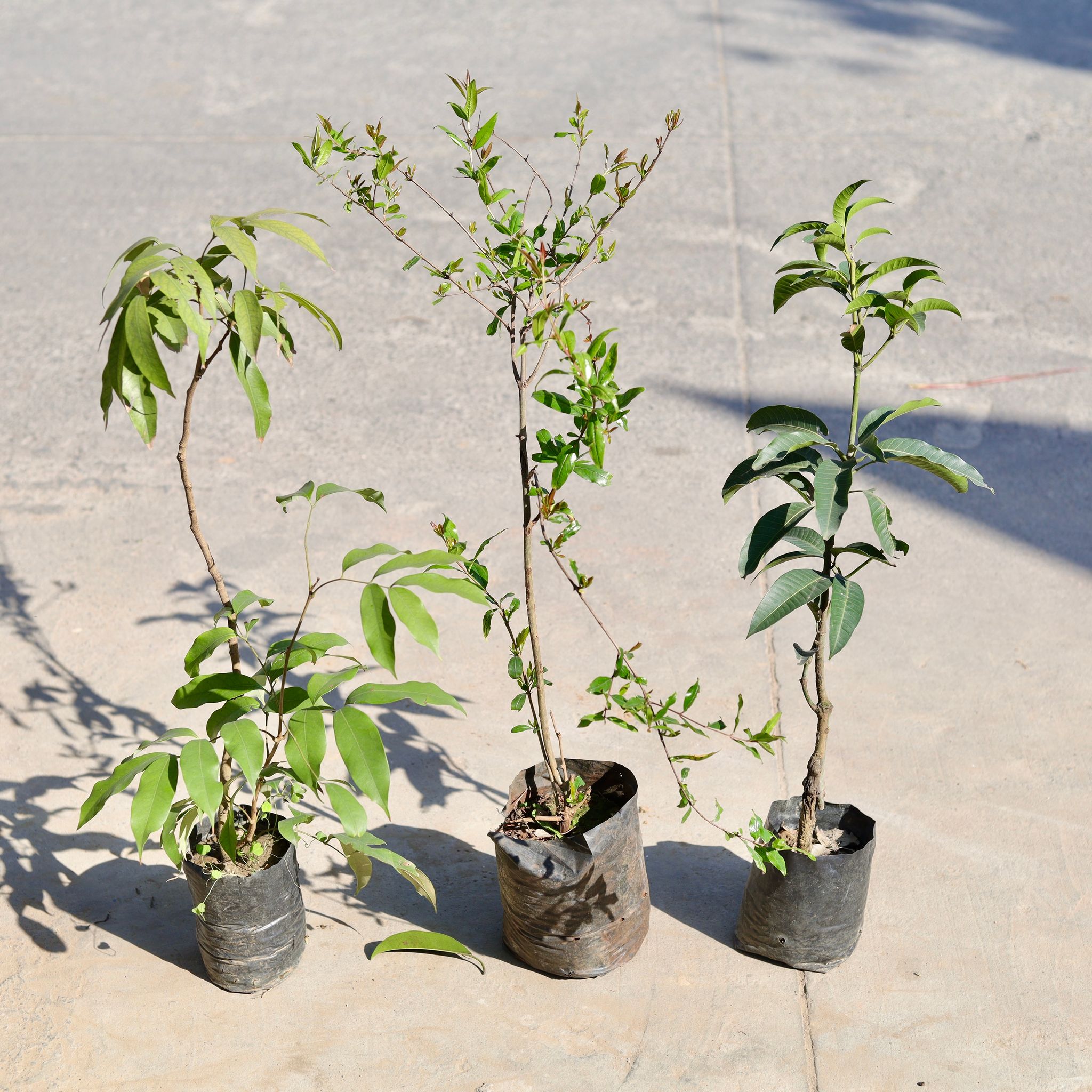 Set of 3 - Litchi / Lychee, Aam / Mango & Pomegranate / Anaar in 6 Inch Nursery bag