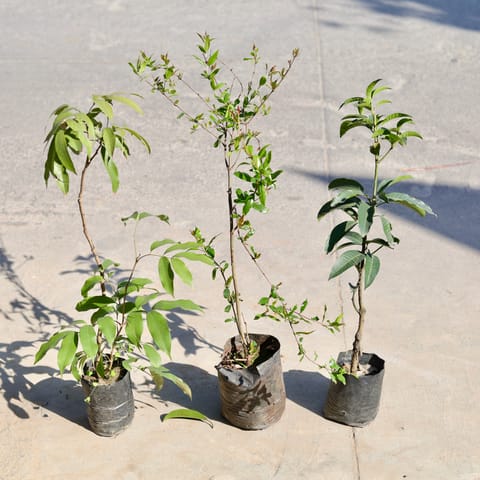Set of 3 - Litchi / Lychee, Aam / Mango & Pomegranate / Anaar in 6 Inch Nursery bag