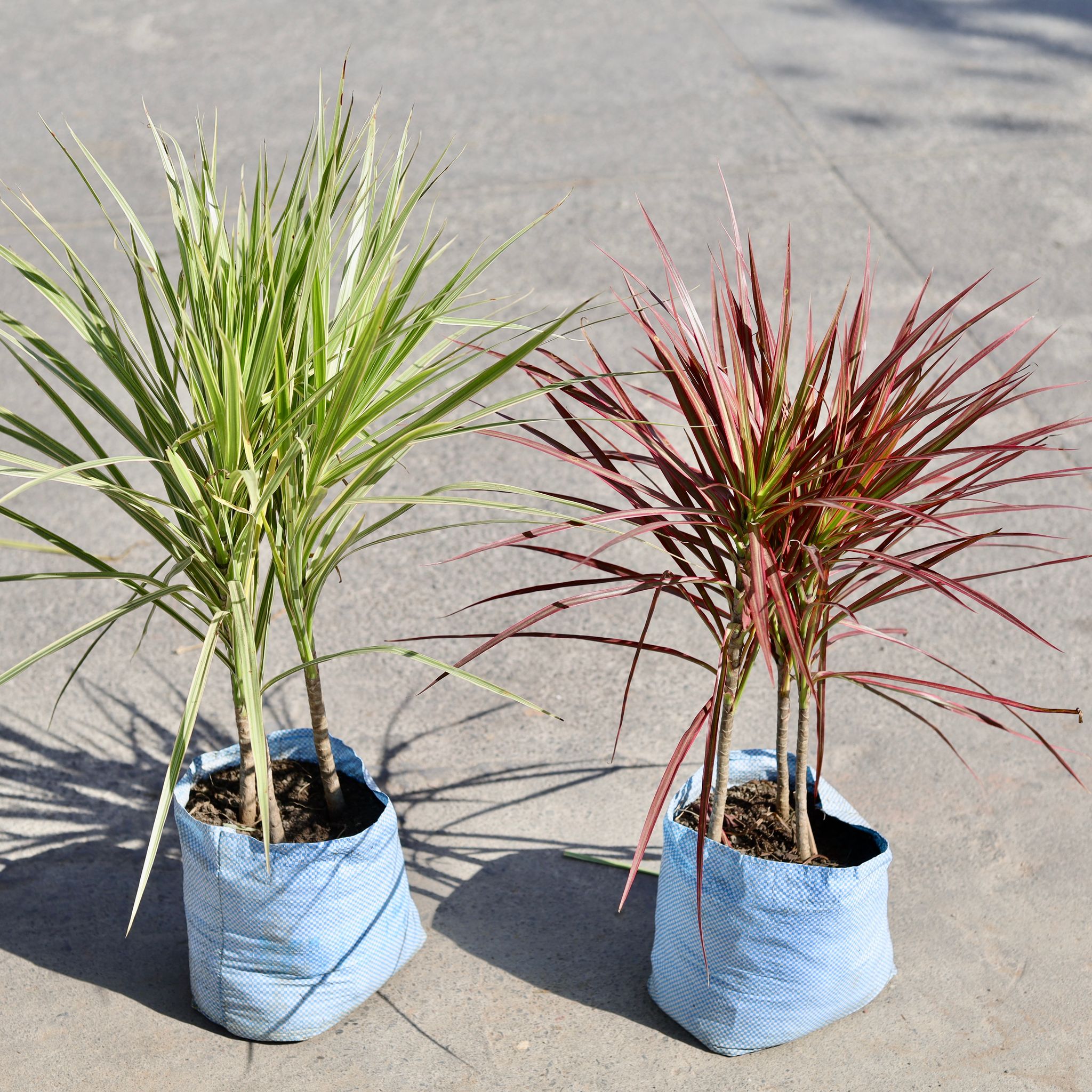 Set of 2 - Dracaena Chloroma & Dracaena Chloroma Red in 10 Inch Nursery bag
