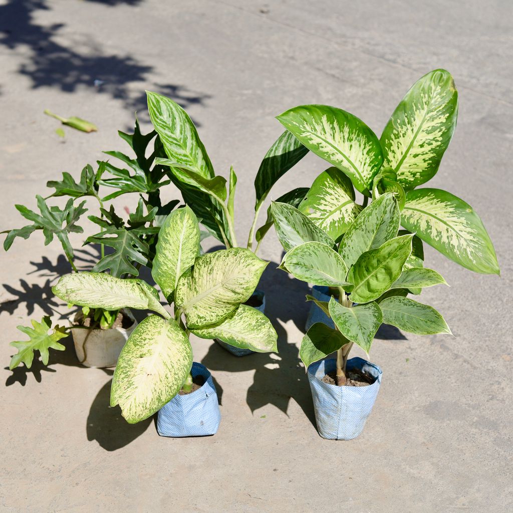 The Moonlit Grove Combo - Set of 5 - Aglaonema Moonlight, Aglaonema Silver Queen, Philodendron Selloum, Aglaonema White & Dieffenbachia in 7 Inch Nursery Bag