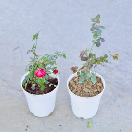 Buy Set of 2 - Kashmiri Rose (Any Colour) & Desi Rose (Any Colour) in 6 Inch Nursery Pot | Urvann.com