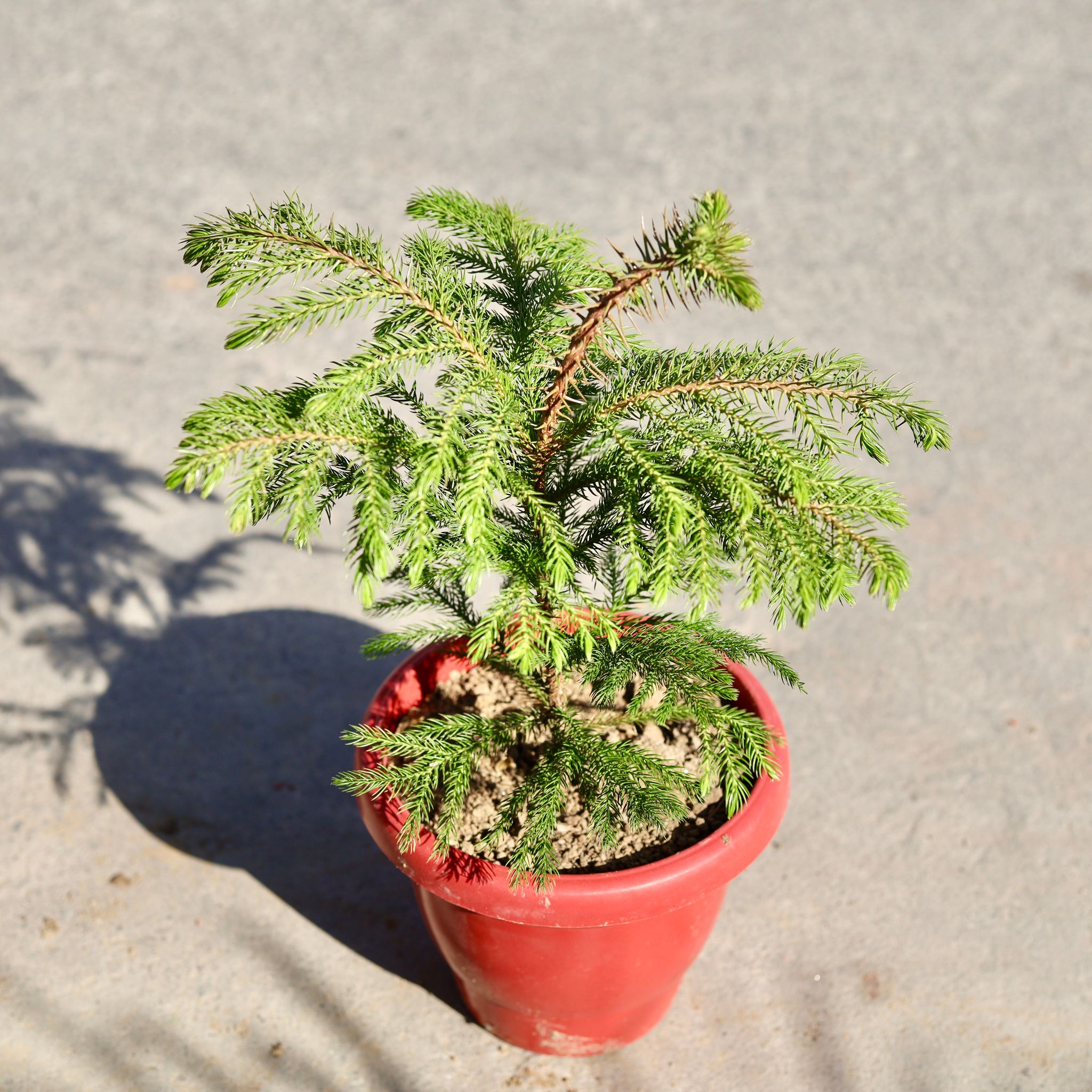 Araucaria / Christmas Tree in 8 Inch Classy Red Plastic Pot