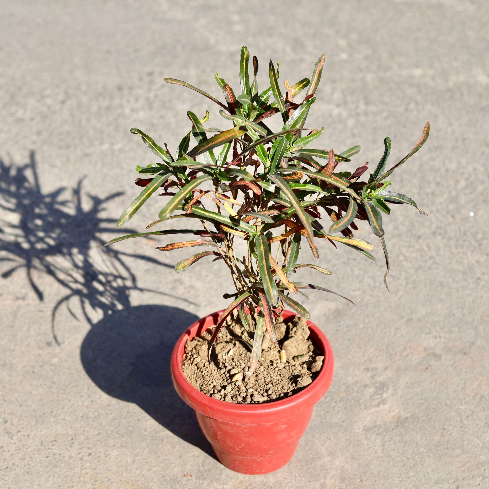 Croton Mother & Daughter in 8 Inch Classy Red Plastic Pot