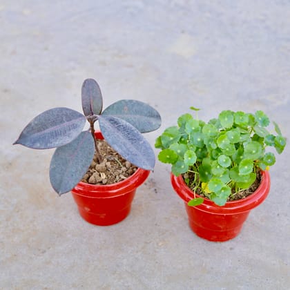 Buy Set of 2 - Rubber Plant & Brahmi Dollar / Pennywort / Coin Plant in 6 Inch Classy Red Plastic Pot | Urvann.com
