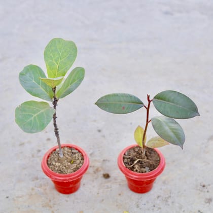 Buy Set of 2 - Fiddle Leaf Fig / Ficus Lyrata & Rubber Plant in 6 Inch Classy Red Plastic Pot | Urvann.com