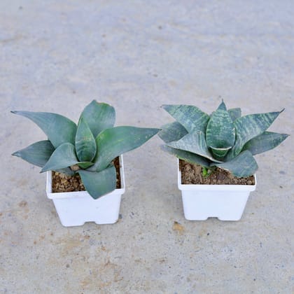 Buy Set of 2 - Snake Green & Snake Dwarf Green in 4 Inch Elegant White Square Plastic Pot | Urvann.com