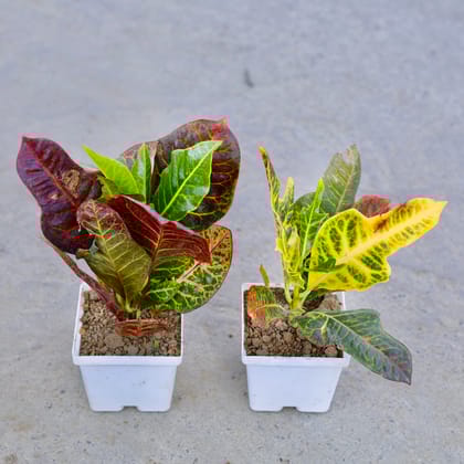 Buy Set of 2 - Croton Petra in 4 Inch Elegant White Square Plastic Pot | Urvann.com