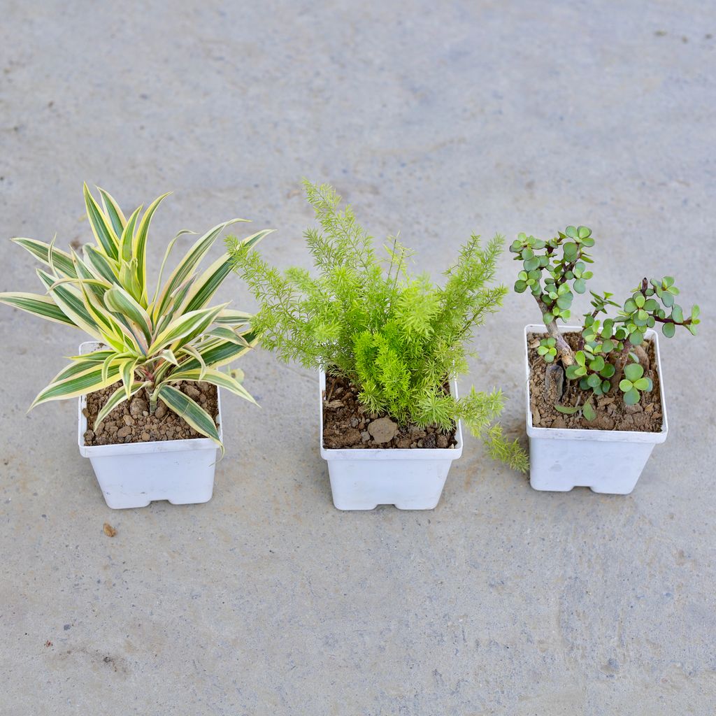Buy Set of 3 - Song of India, Asparagus Mary & Jade in 4 Inch Elegant White Square Plastic Pot | Urvann.com Set of 3 - Song of India, Asparagus Mary & Jade in 4 Inch Elegant White Square Plastic Pot