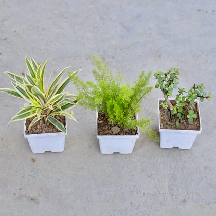 Buy Set of 3 - Song of India, Asparagus Mary & Jade in 4 Inch Elegant White Square Plastic Pot | Urvann.com
