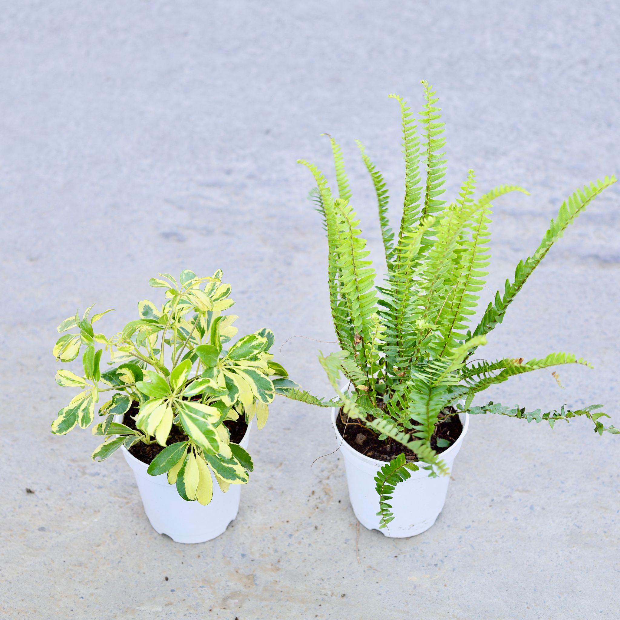 Set of 2 - Schefflera Mini Variegated & Fern Green in 6 Inch Nursery Pot