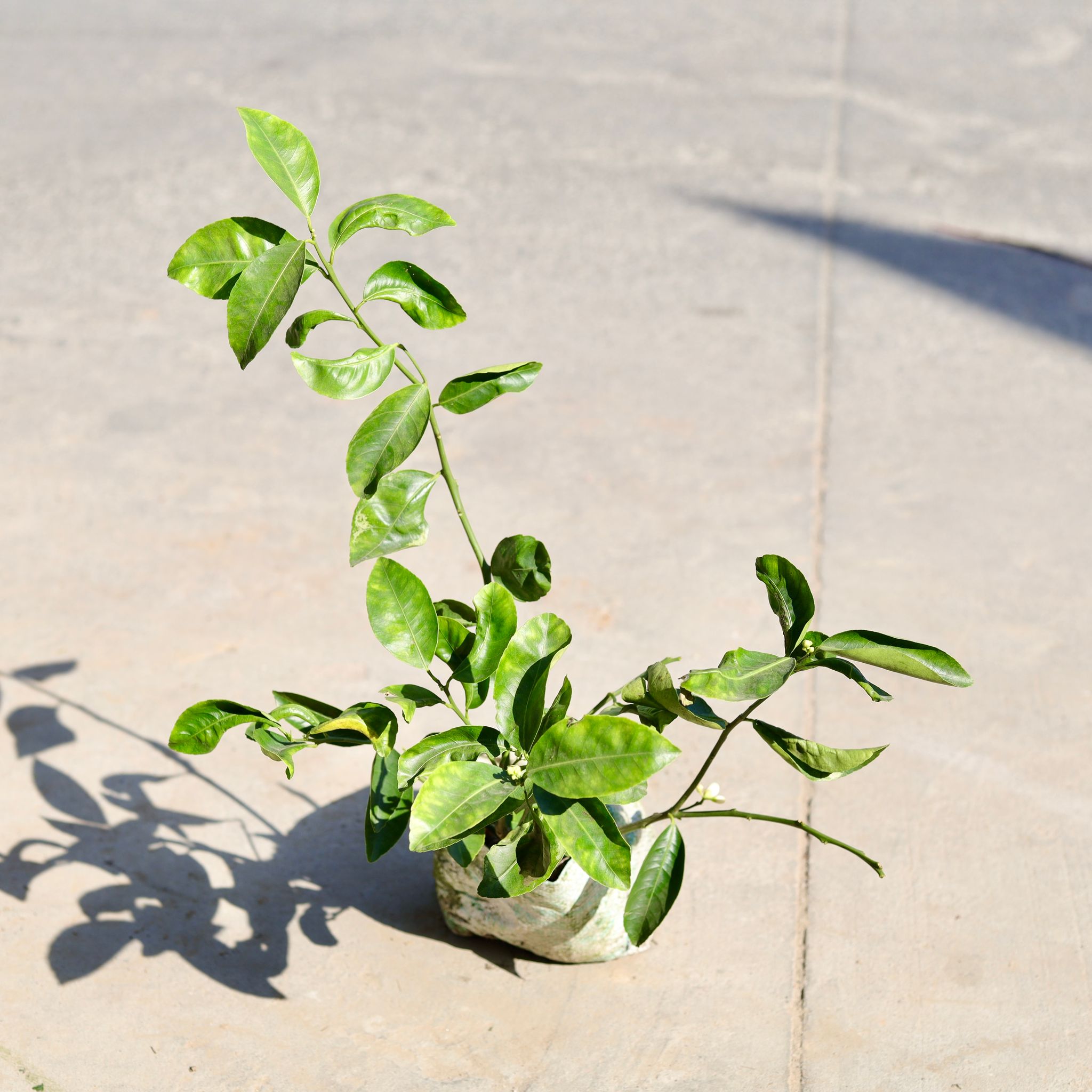 Mosambi / Sweet Lemon in 5 Inch Nursery bag