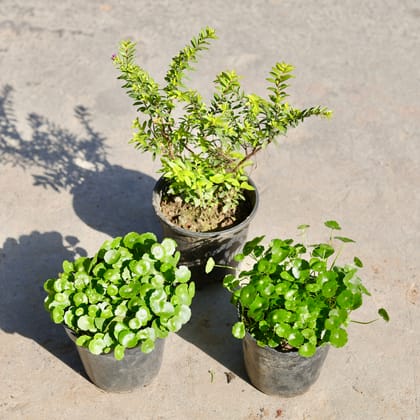 Buy Set of 3 - Brahmi Dollar / Pennywort / Coin Plant & Cuphea / False Heather (Any Colour) in 5 Inch Nursery Pot | Urvann.com