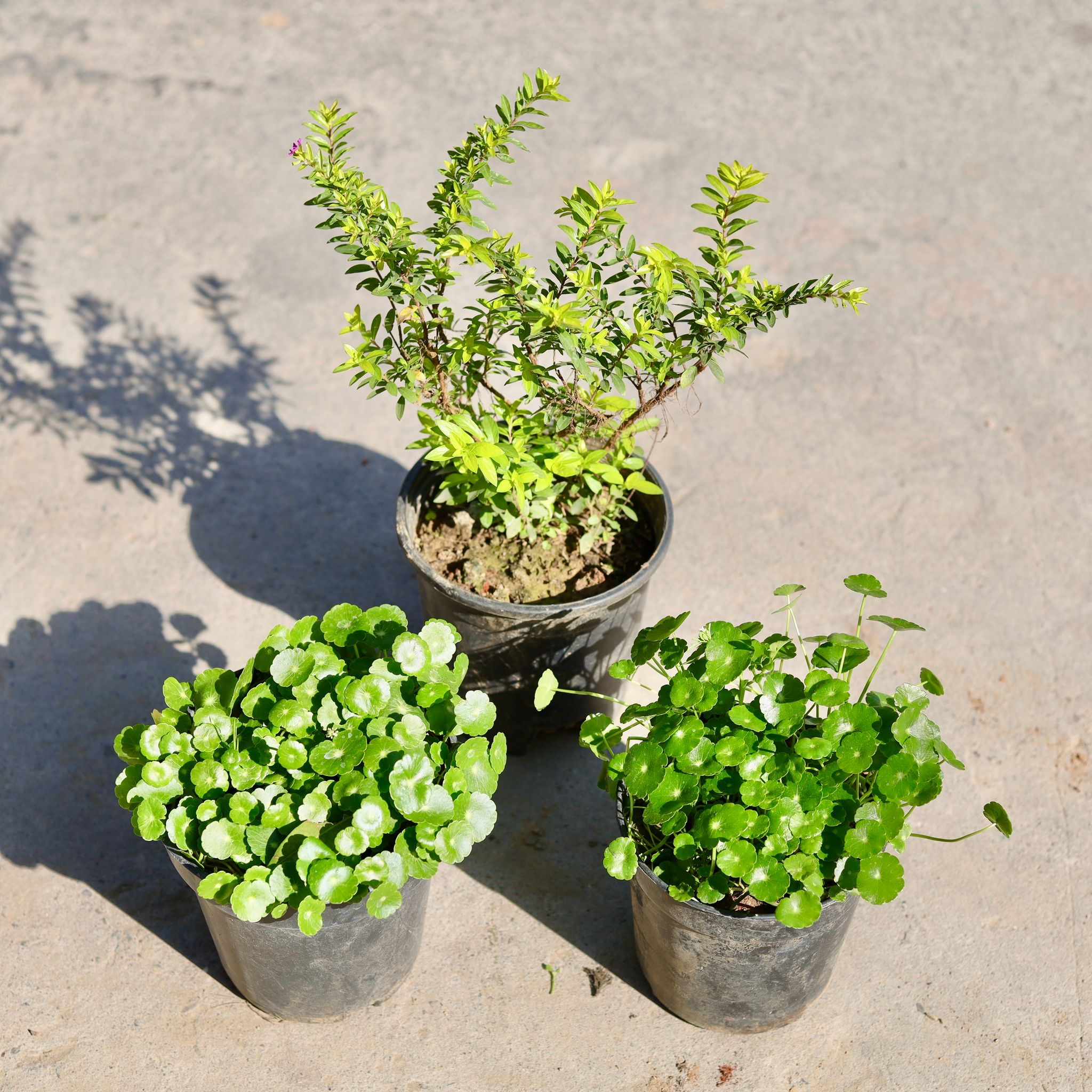 Set of 3 - Brahmi Dollar / Pennywort / Coin Plant & Cuphea / False Heather (Any Colour) in 5 Inch Nursery Pot
