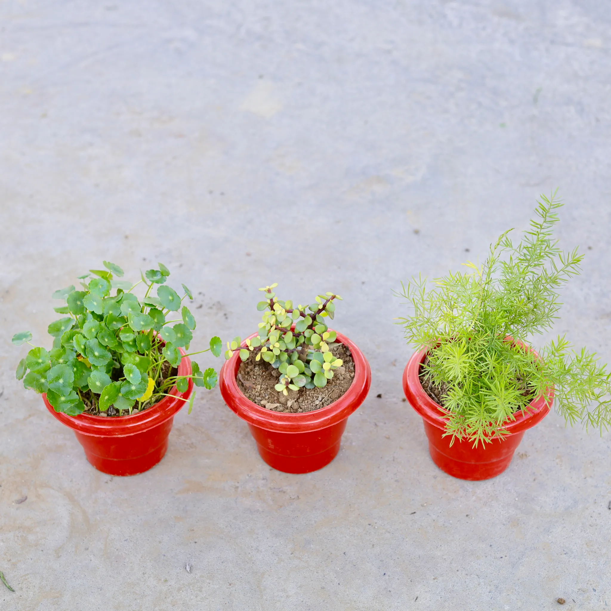 Set of 3 - Asparagus, Jade & Brahmi Dollar / Pennywort / Coin Plant in 6 Inch Classy Red Plastic Pot
