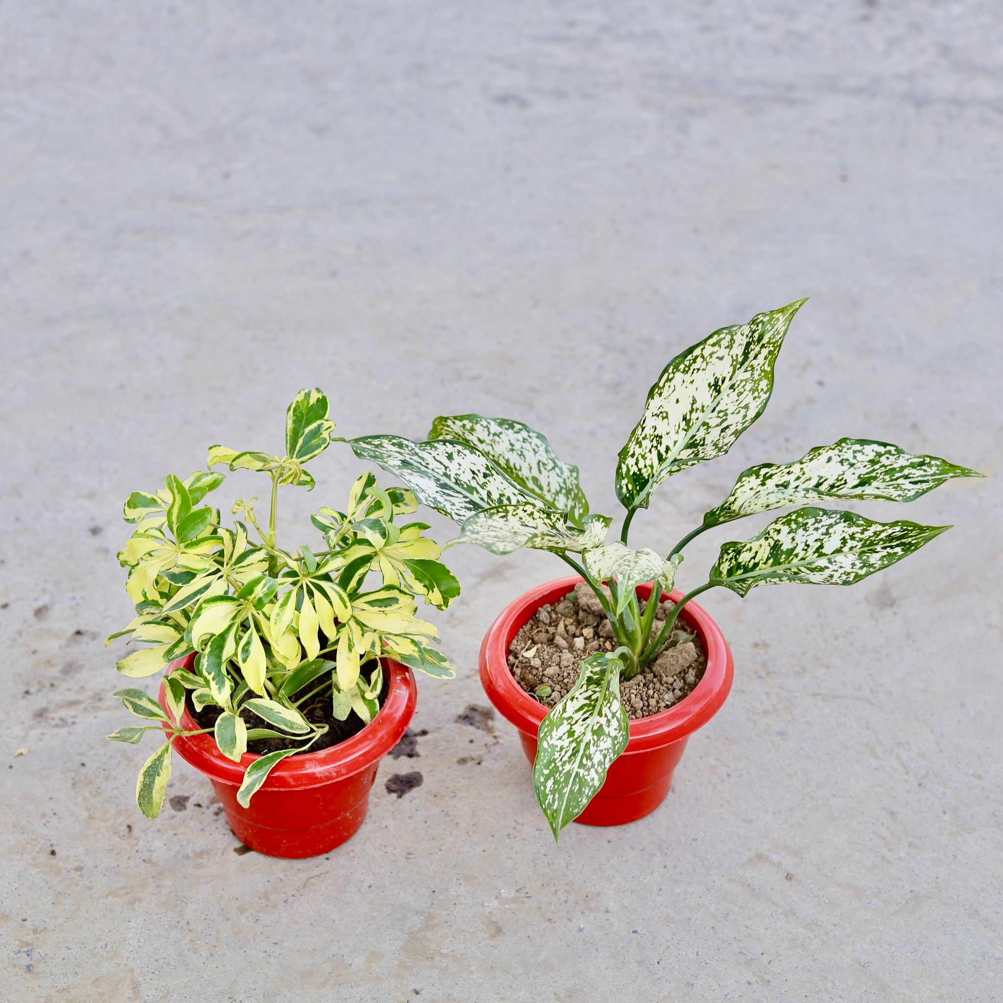 Set of 2 - Schefflera Mini Variegated & Aglaonema Snow White in 6 Inch Classy Red Plastic Pot