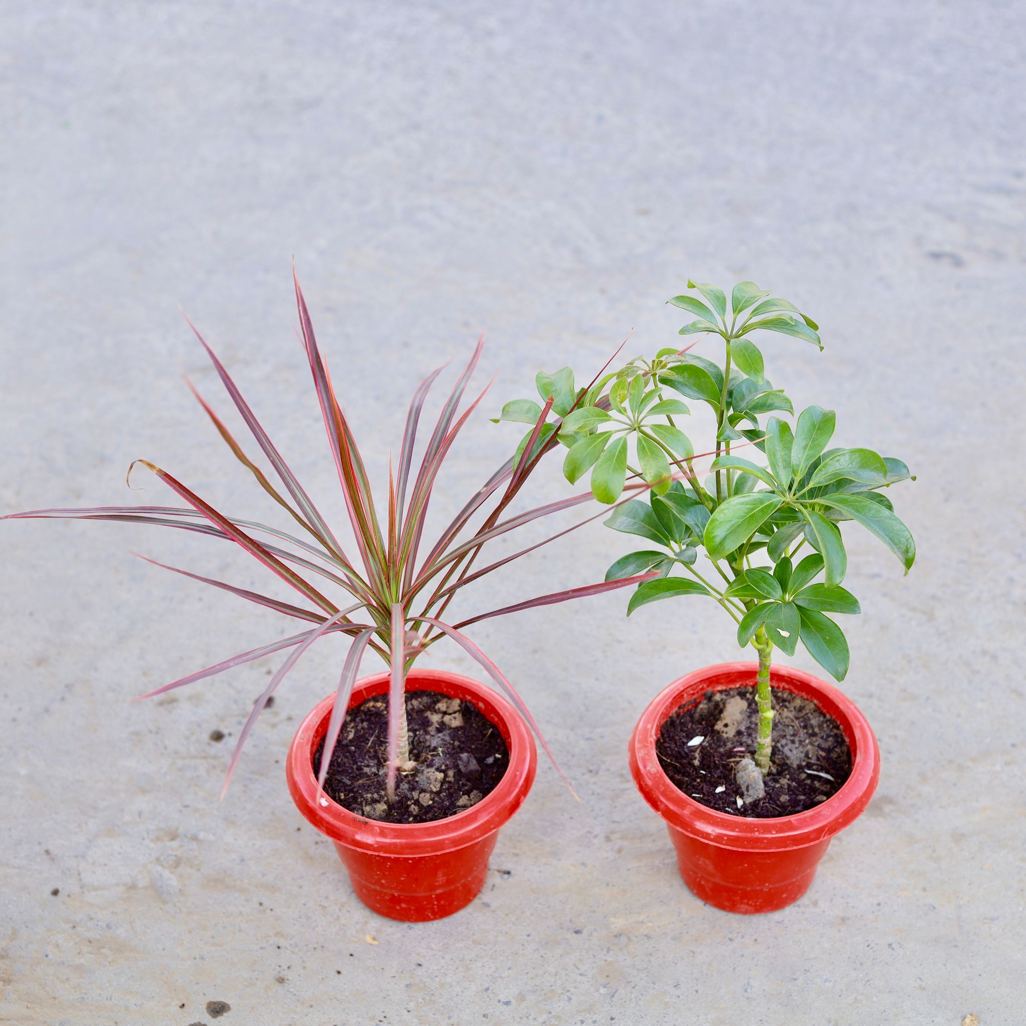 Set of 2 - Dracaena Chloroma & Schefflera Green in 6 Inch Classy Red Plastic Pot
