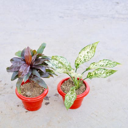 Buy Set of 2 - Dracaena Rosea & Aglaonema Snow White in 6 Inch Classy Red Plastic Pot | Urvann.com