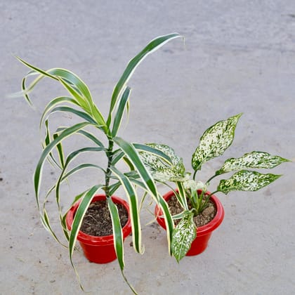 Buy Set of 2 - Dracaena Jamaica & Aglaonema Snow White in 6 Inch Classy Red Plastic Pot | Urvann.com