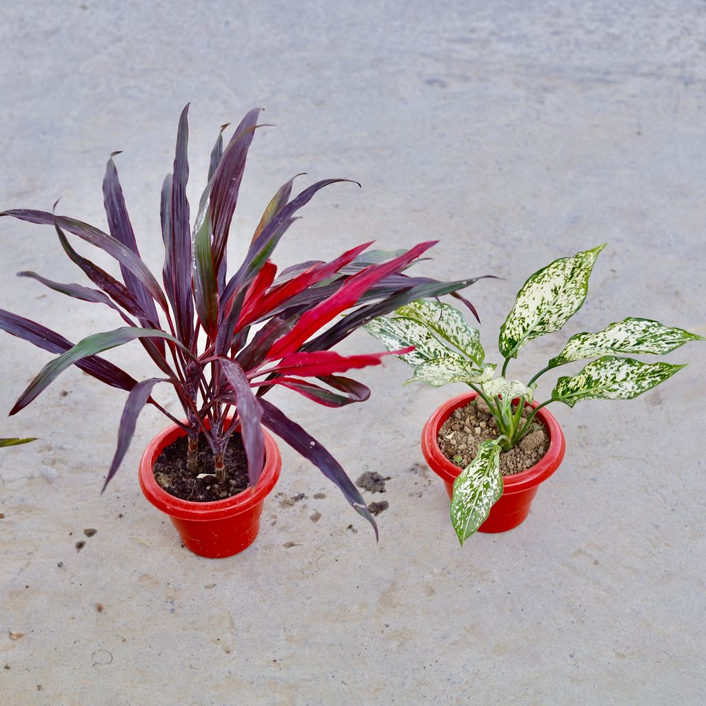 Buy Set of 2 - Dracaena Narrow Leaf & Aglaonema Snow White in 6 Inch Classy Red Plastic Pot | Urvann.com Set of 2 - Dracaena Narrow Leaf & Aglaonema Snow White in 6 Inch Classy Red Plastic Pot