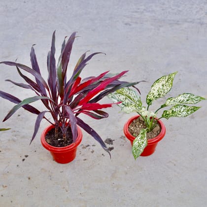 Buy Set of 2 - Dracaena Narrow Leaf & Aglaonema Snow White in 6 Inch Classy Red Plastic Pot | Urvann.com