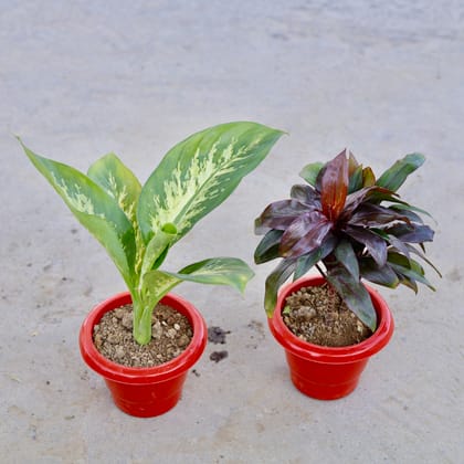 Buy Set of 2 - Dieffenbachia & Dracaena Rosea in 6 Inch Classy Red Plastic Pot | Urvann.com