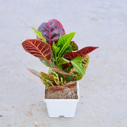 Buy Croton Petra in 4 Inch Elegant White Square Plastic Pot | Urvann.com