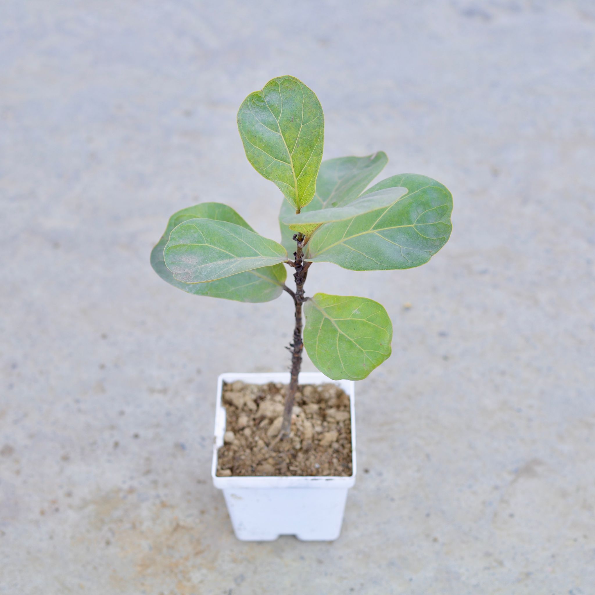 Fiddle Leaf in 4 Inch Elegant White Square Plastic Pot