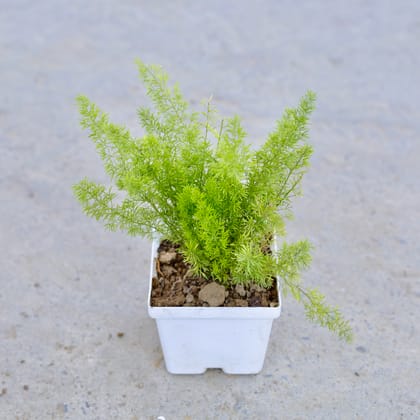 Buy Asparagus Mary ijn 4 Inch Elegant White Square Plastic Pot | Urvann.com
