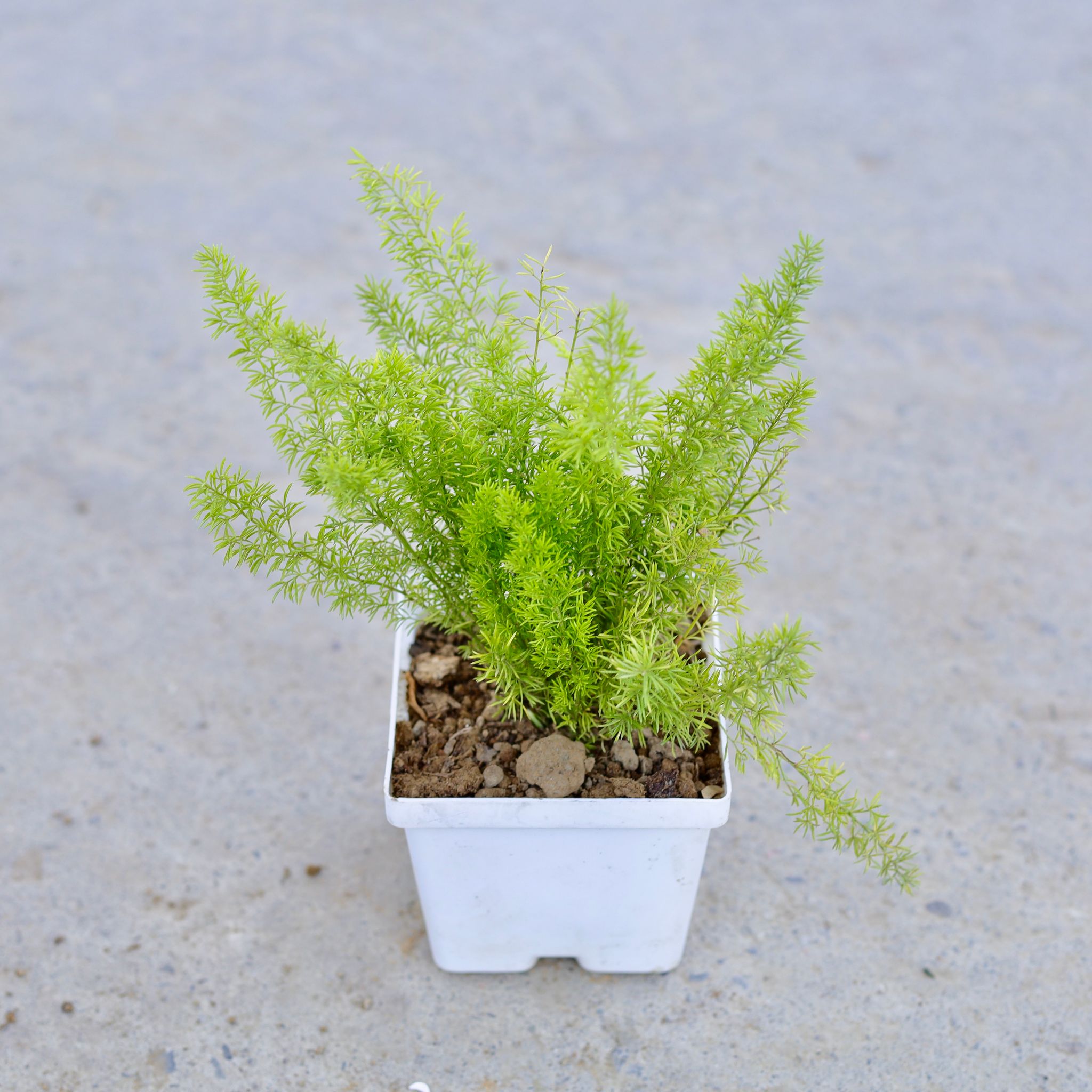 Asparagus Mary in 4 Inch Elegant White Square Plastic Pot