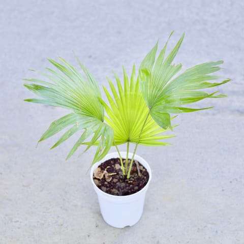 China palm / Fan Palm in 6 Inch Nursery Pot