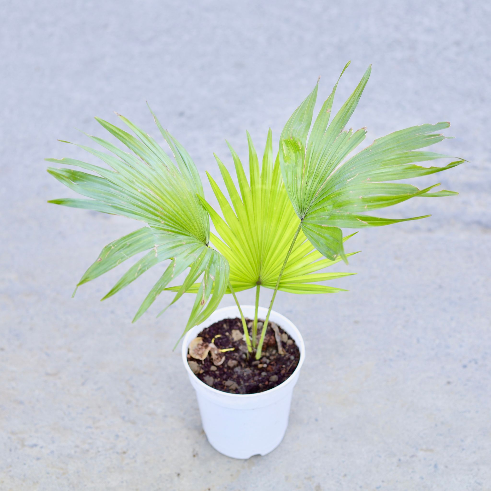 China palm / Fan Palm in 6 Inch Nursery Pot