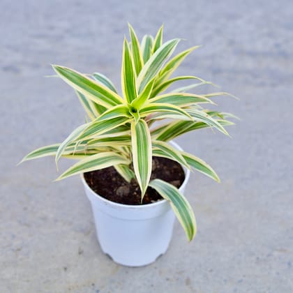 Buy Song of India in 6 Inch Nursery Pot | Urvann.com