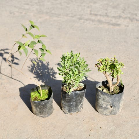 Set of 3 - Jade, Lavender & Harsingar / Parijaat (Any Colour) in 4 Inch Nursery bag