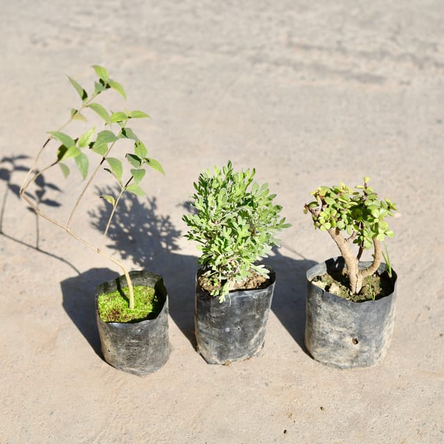 Set of 3 - Jade, Lavender & Harsingar / Parijaat (Any Colour) in 4 Inch Nursery bag