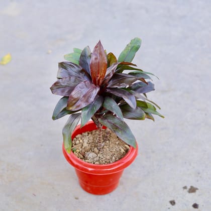 Buy Dracaena Red in 6 Inch Classy Red Plastic Pot | Urvann.com