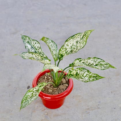 Buy Aglaonema Snow White in 6 Inch Classy Red Plastic Pot | Urvann.com