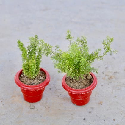 Buy Set of 2 - Asparagus Mary in 6 Inch Classy Red Plastic Pot | Urvann.com