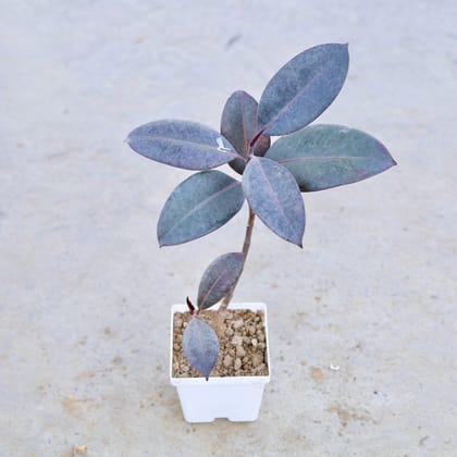 Buy Rubber Plant in 4 Inch Elegant White Square Plastic Pot | Urvann.com