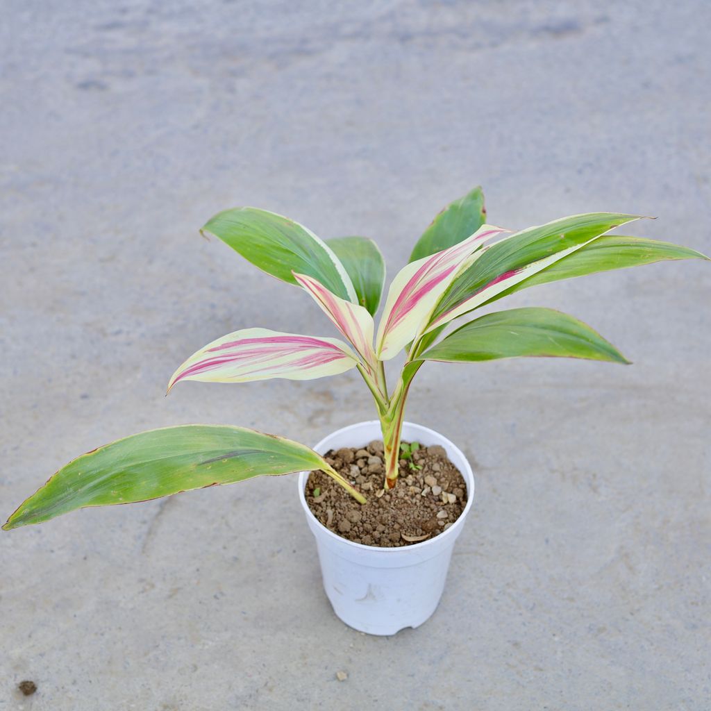 Dracaena White in 6 Inch Nursery Pot