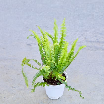 Buy Fern Green in 6 Inch Nursery Pot | Urvann.com
