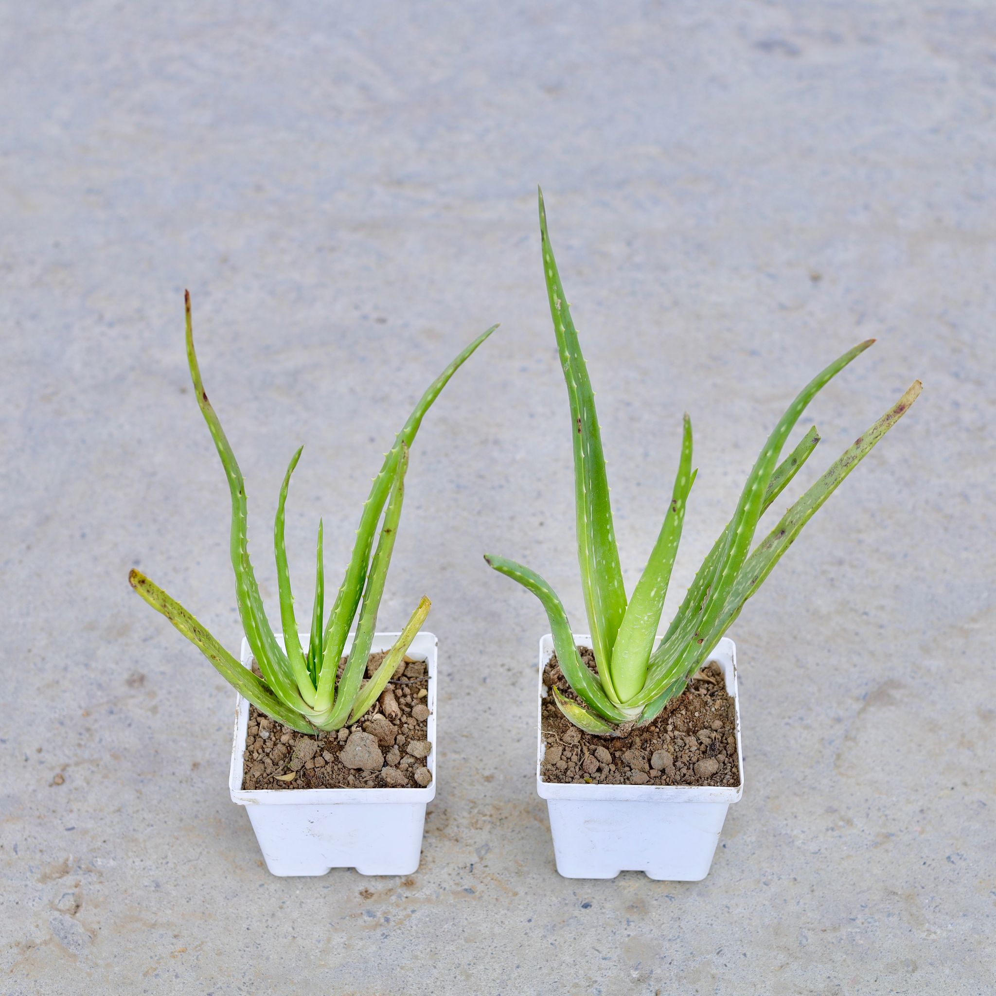 Set of 2 - Aloe Vera in 4 Inch Elegant White Square Plastic Pot