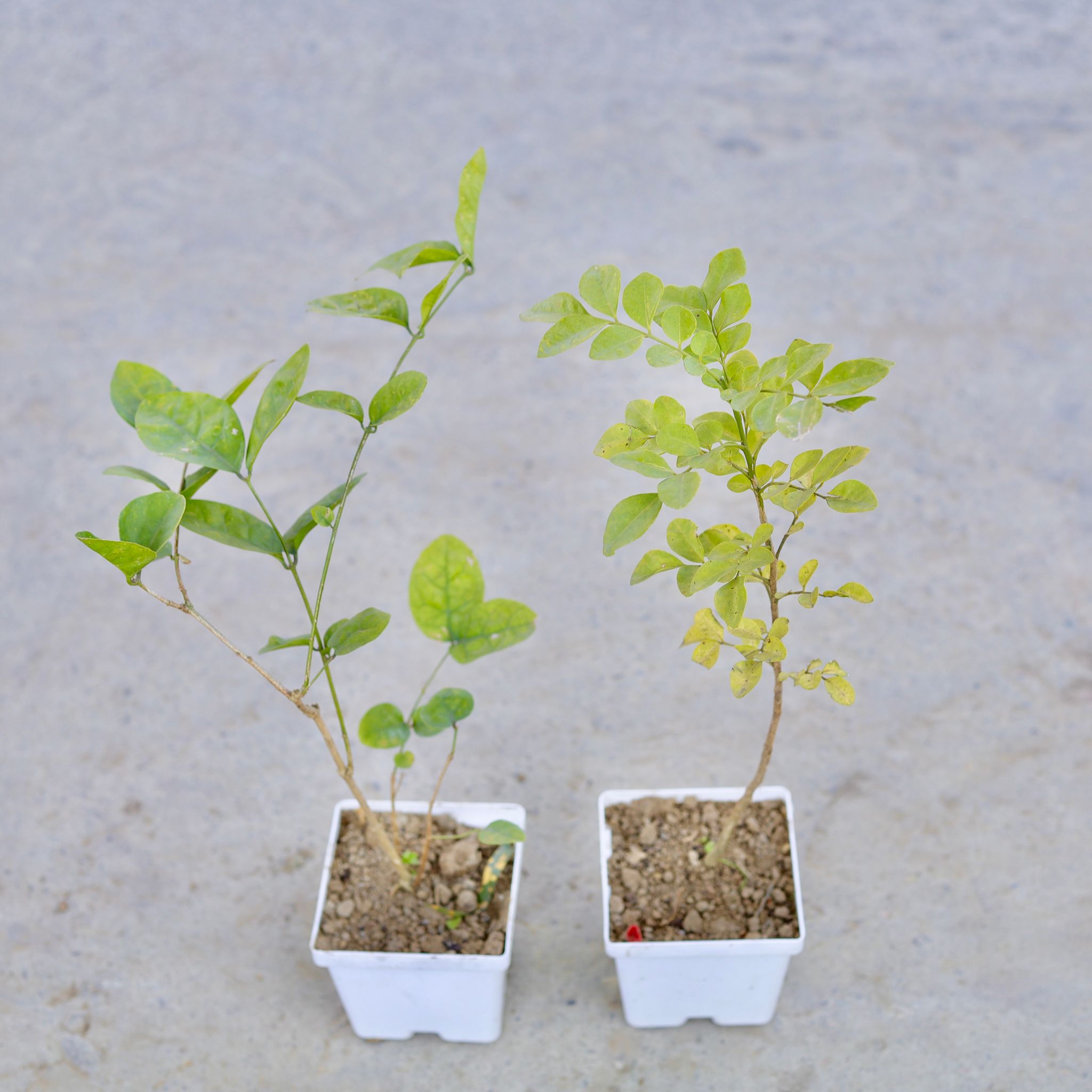 Set of 2 - Motiya Jasmine (Any Colour) & Madhu Kamini White / Murraya (Any Colour) in 4 Inch Elegant White Square Plastic Pot