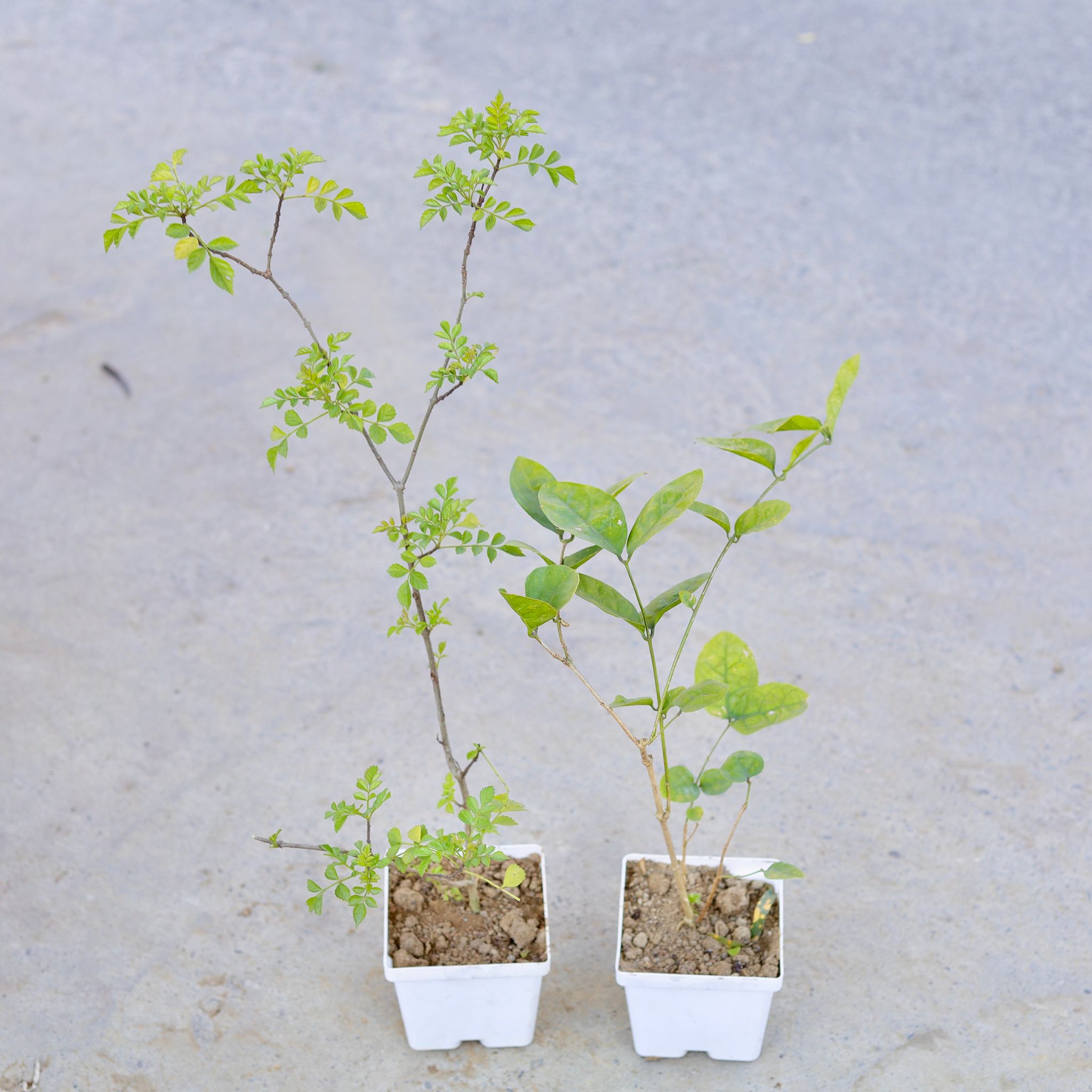 Set of 2 - Tecoma (Any Colour) & Motiya Jasmine (Any Colour) in 4 Inch Elegant White Square Plastic Pot